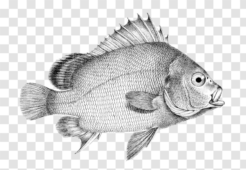 Tilapia Drawing Perch /m/02csf Fish - Fauna Transparent PNG