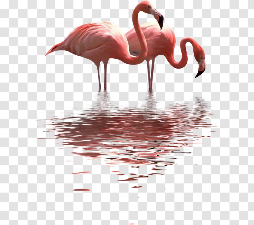 Paper Clip Painting Flamingo - Neck Transparent PNG
