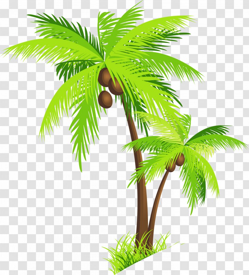 Arecaceae Coconut Clip Art Transparent PNG