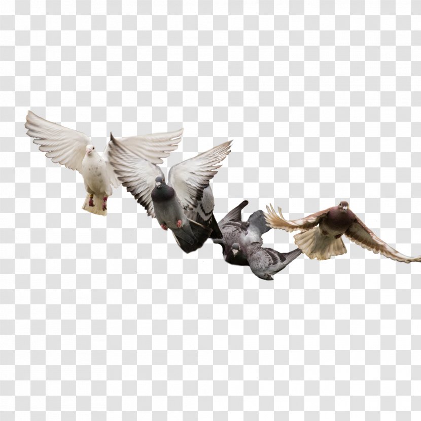 Bird Columbidae Feather - Pigeon Transparent PNG