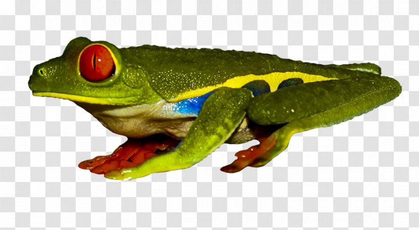 True Frog Red-eyed Tree Poison Dart - Mating Transparent PNG