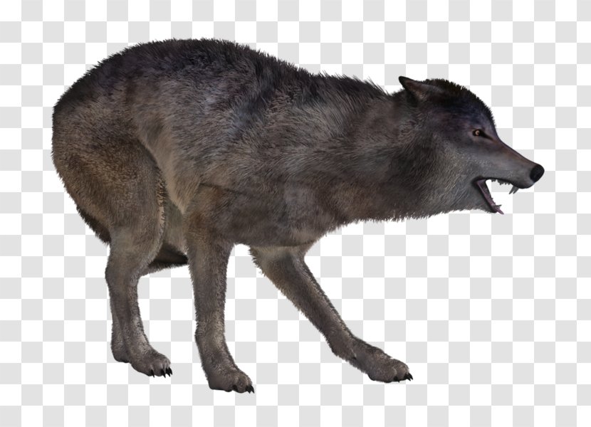 Coyote Dog Gray Wolf Snout - Painting Transparent PNG