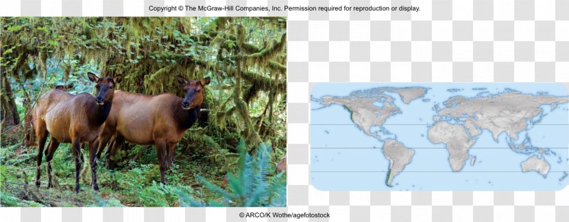 Cattle Wildlife Ecosystem Fauna Mammal Transparent PNG