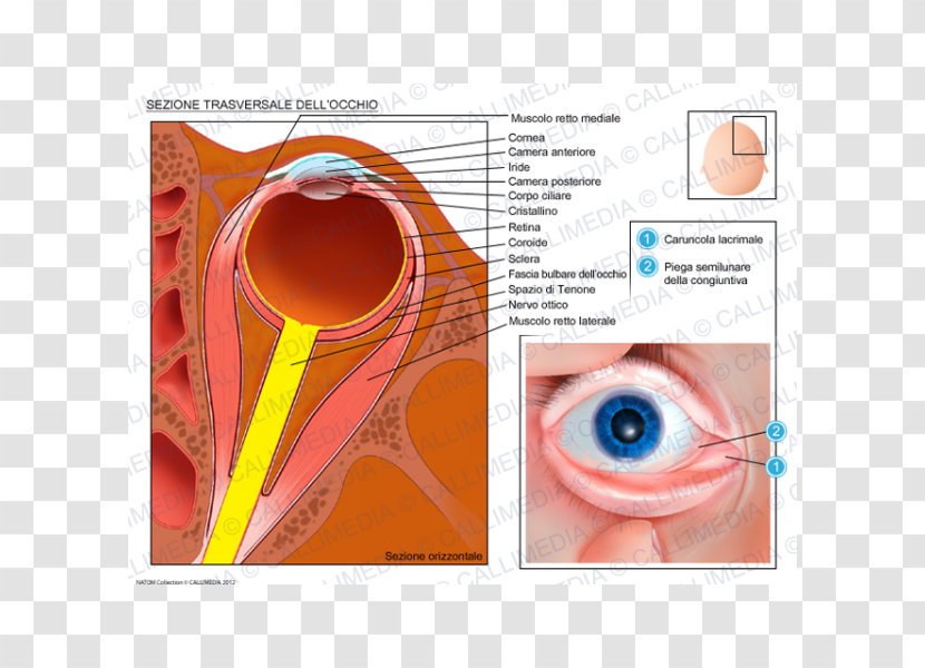 Iris Eye Transverse Plane Human Anatomy - Cartoon Transparent PNG