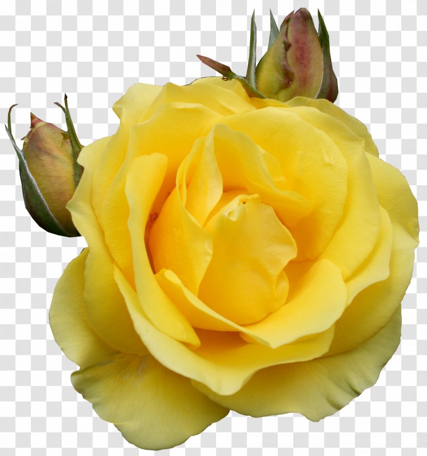 Flower Yellow Clip Art - Rose Transparent PNG