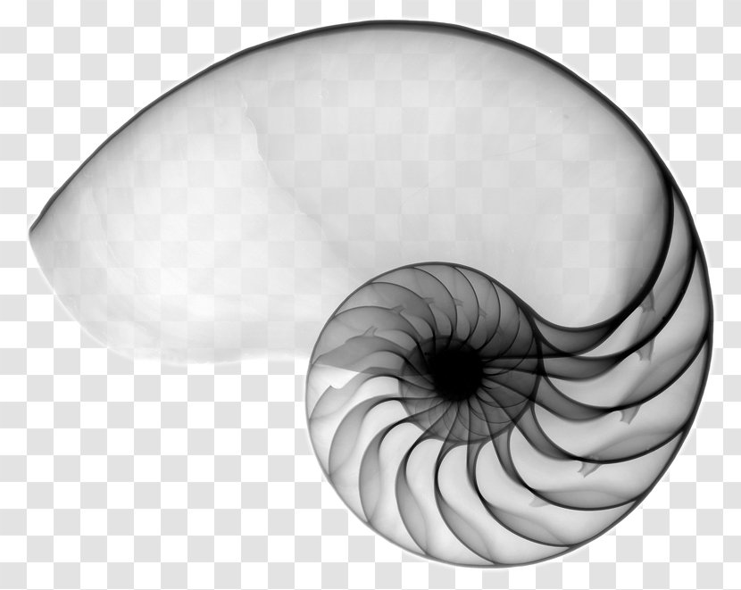 Chambered Nautilus Tao Te Ching Seashell Spiral - Watercolor Transparent PNG