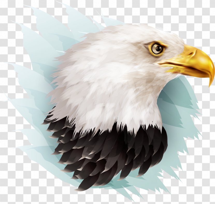 Bald Eagle Bird Beak Illustration - Vector Transparent PNG