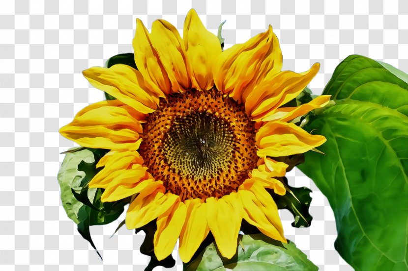 Sunflower - Flowering Plant - Vegetarian Food Pollen Transparent PNG