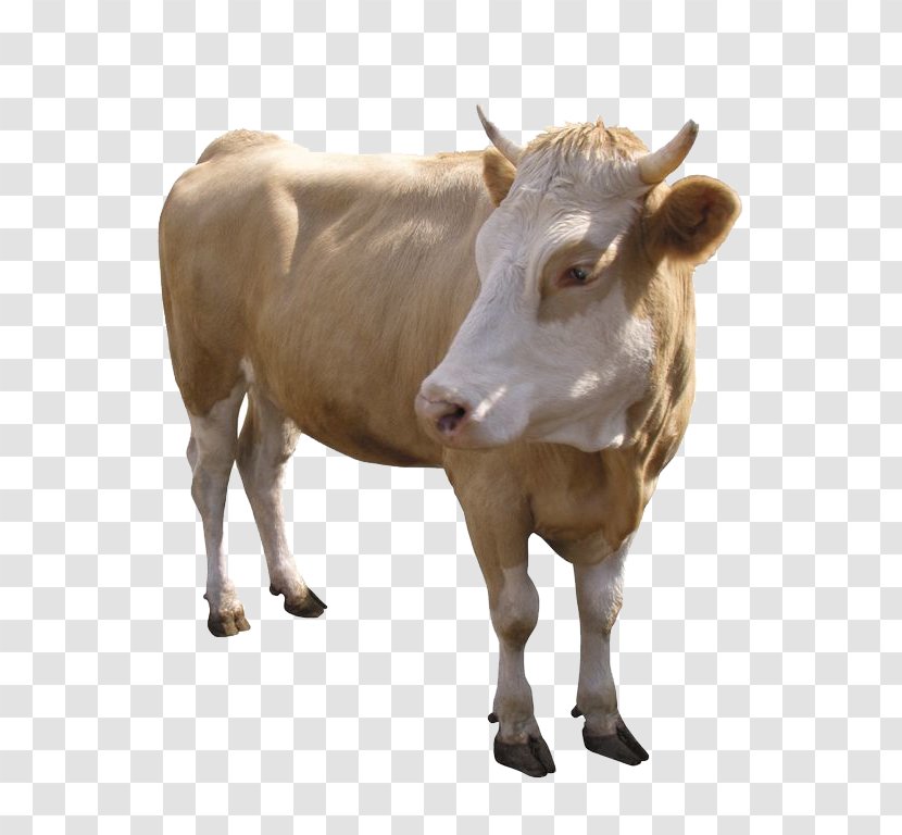 Dairy Cattle Zebu Calf Beef Ox - Sheep Transparent PNG