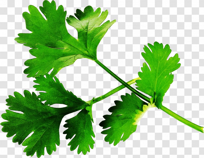 Cartoon Plane - Food - Geranium Herbal Transparent PNG