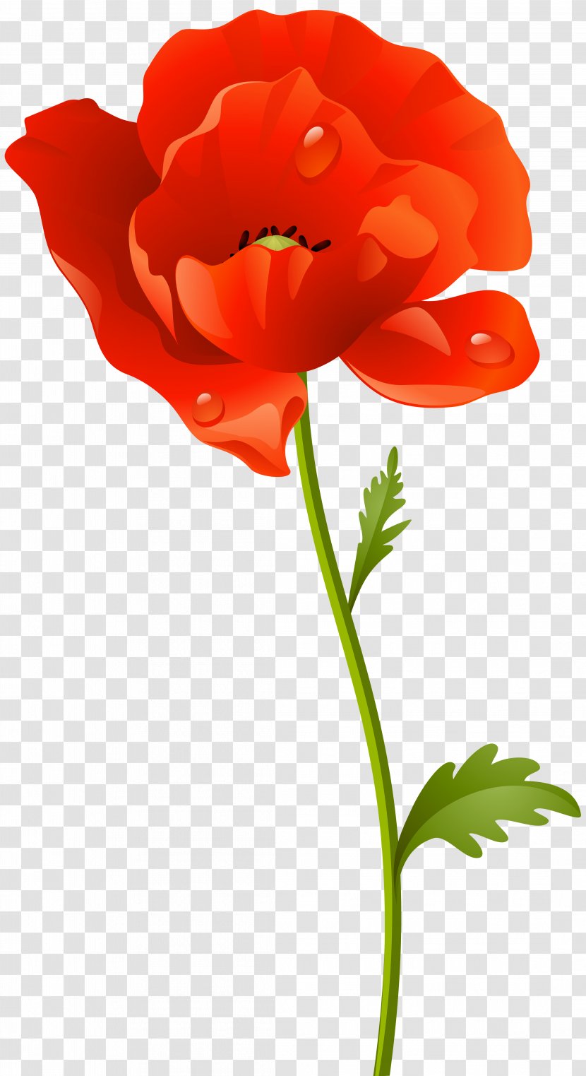 Clip Art Poppy Flower Image - Botany Transparent PNG
