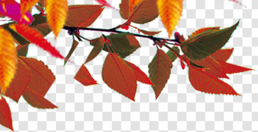 Autumn Leaf Color Maple - Leaves Transparent PNG