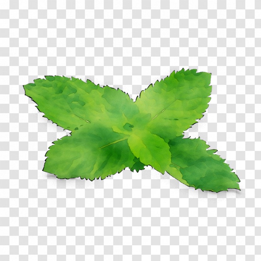 Leaf Herbalism - Flower Transparent PNG