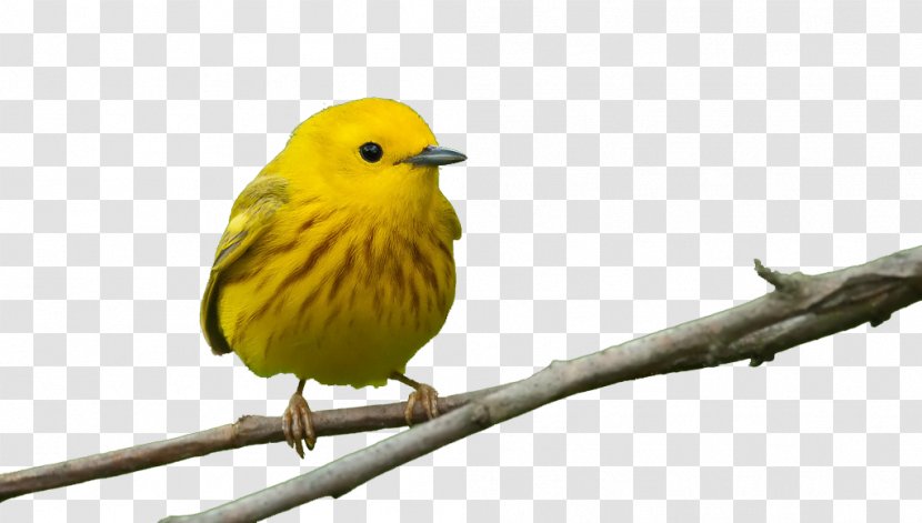 Bird Feeders Beak Window Finch - Feather - Yellow Birds Transparent PNG