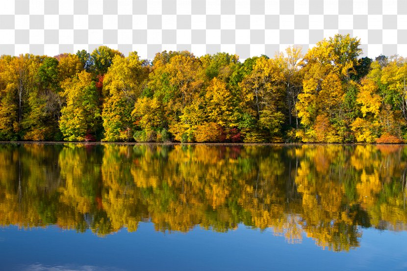 Wallpaper - Cover Art - Forest Lake Background Transparent PNG