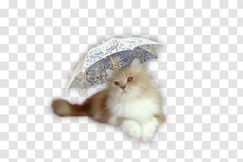 Kitten Ragamuffin Cat Napoleon Norwegian Forest Whiskers - Spighe Di Grano Transparent PNG