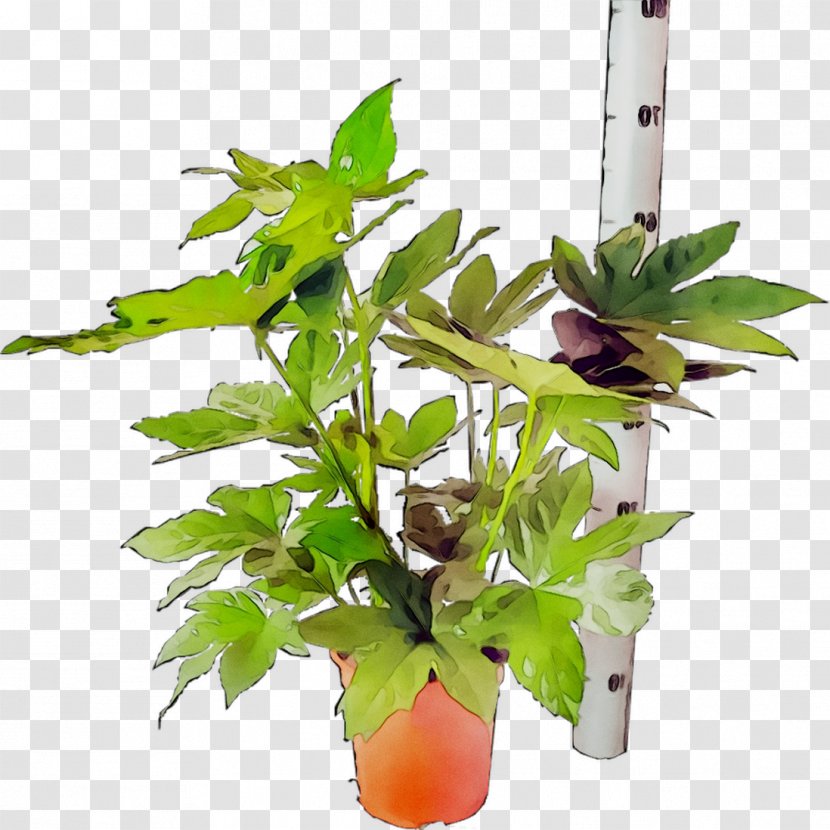 Flowerpot Leaf Houseplant Plant Stem Plants Transparent PNG