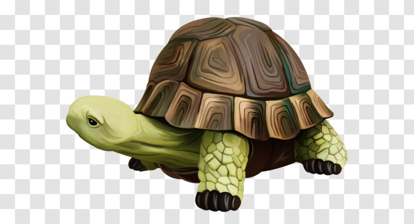 Box Turtles Watercolor Painting Computer Software - Turtle Transparent PNG