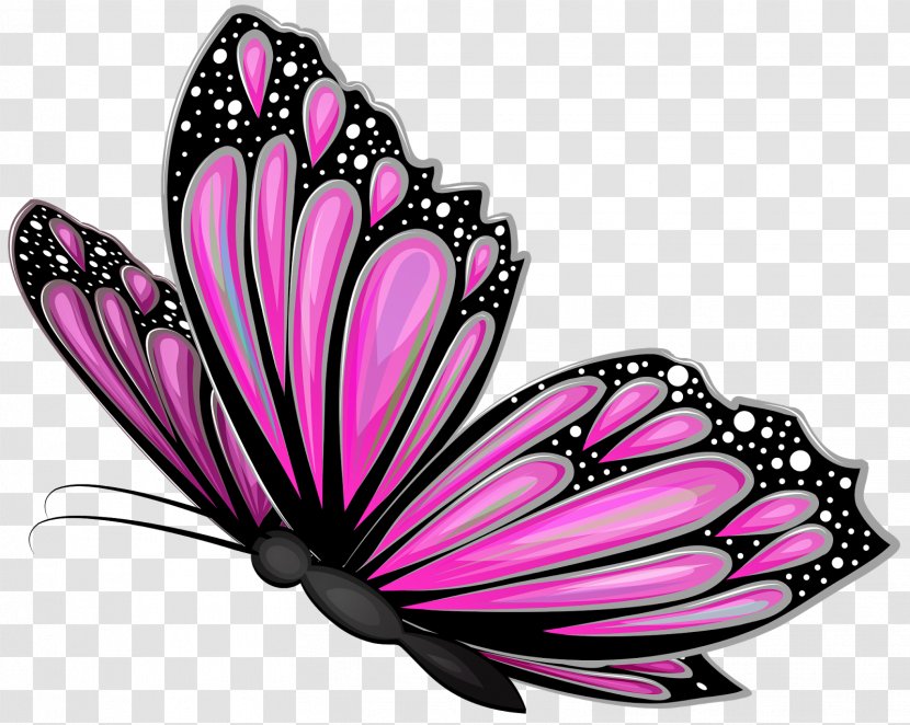 Glasswing Butterfly Clip Art - Monarch Transparent PNG