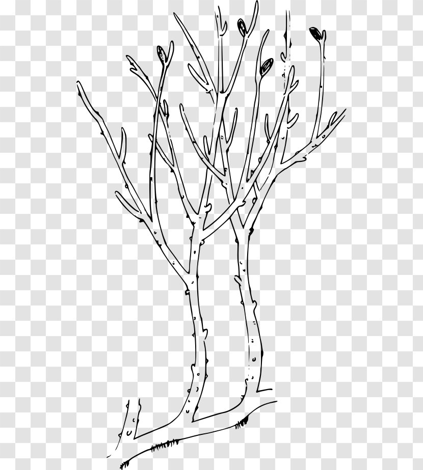 Rhyniophytina Rhynia Psilophytopsida Aglaophyton Psilotum - Twig - Black And White Transparent PNG