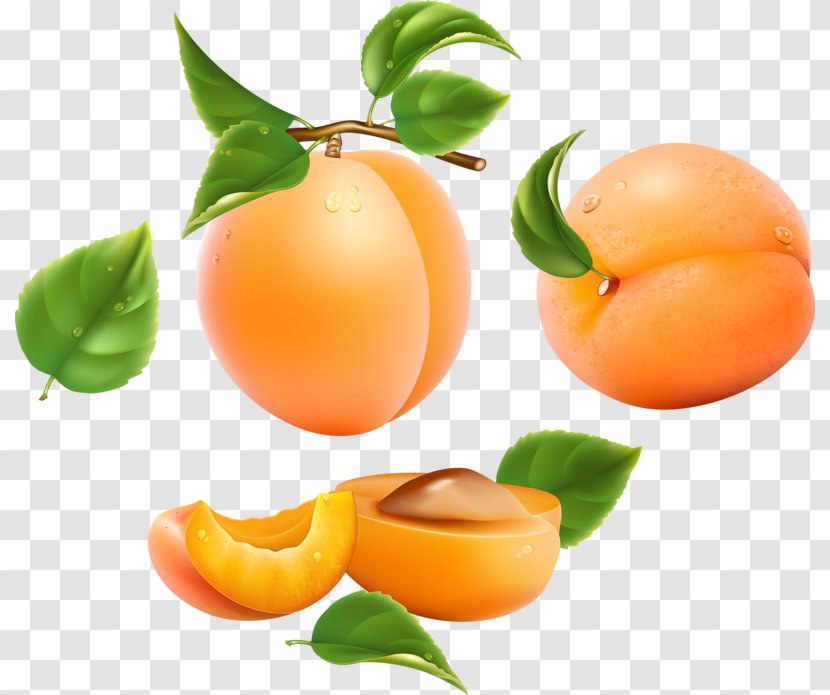 Apricot Frutti Di Bosco Drawing Fruit Peach - Diet Food - Apricots Pattern Transparent PNG