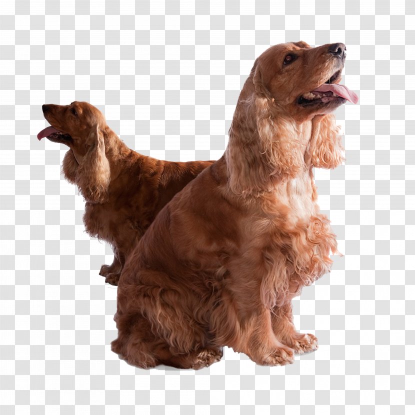 English Cocker Spaniel Springer American Inglxe9s - Field - Two Long-haired Dog Transparent PNG