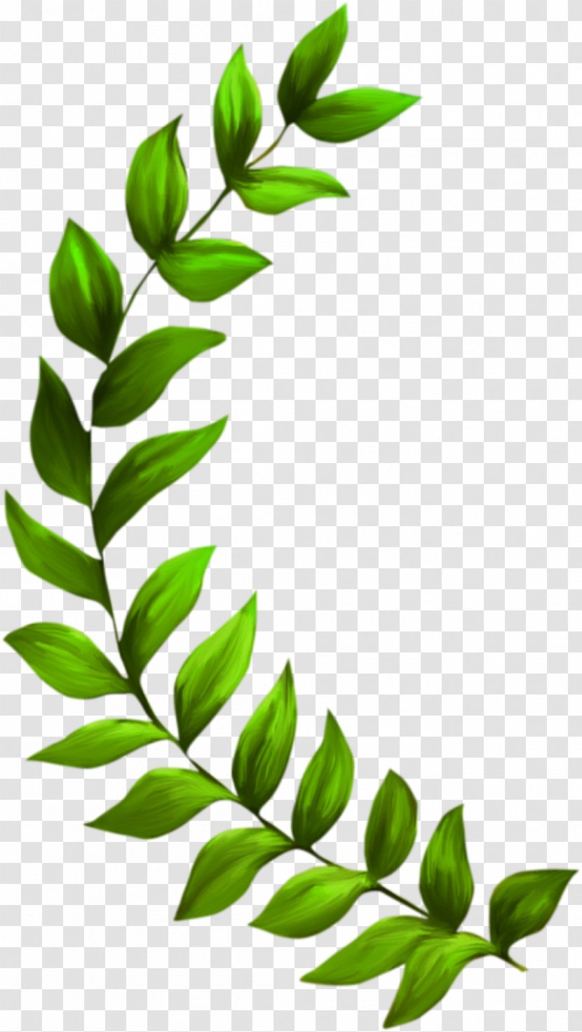 Seagrass Plant Seaweed Clip Art - Stem - Grass Transparent PNG
