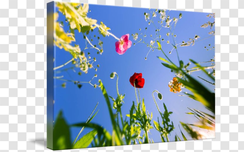 Flower Poppy Photography Art - Spring - Botanical Flowers Transparent PNG