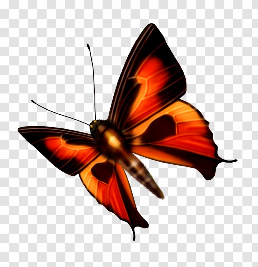 Butterfly Dragonfly - Monarch Transparent PNG