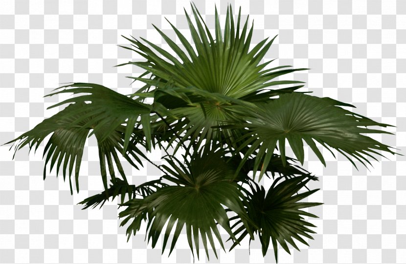 Arecaceae Woody Plant Tree - Oil Palms - Palm Transparent PNG