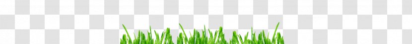 Desktop Wallpaper Grasses Computer Leaf Plant Stem - Barley Grass Transparent PNG