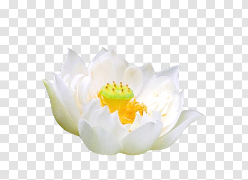 Pygmy Water-lily Nymphaea Alba White - Animation - Single Water Lily Transparent PNG