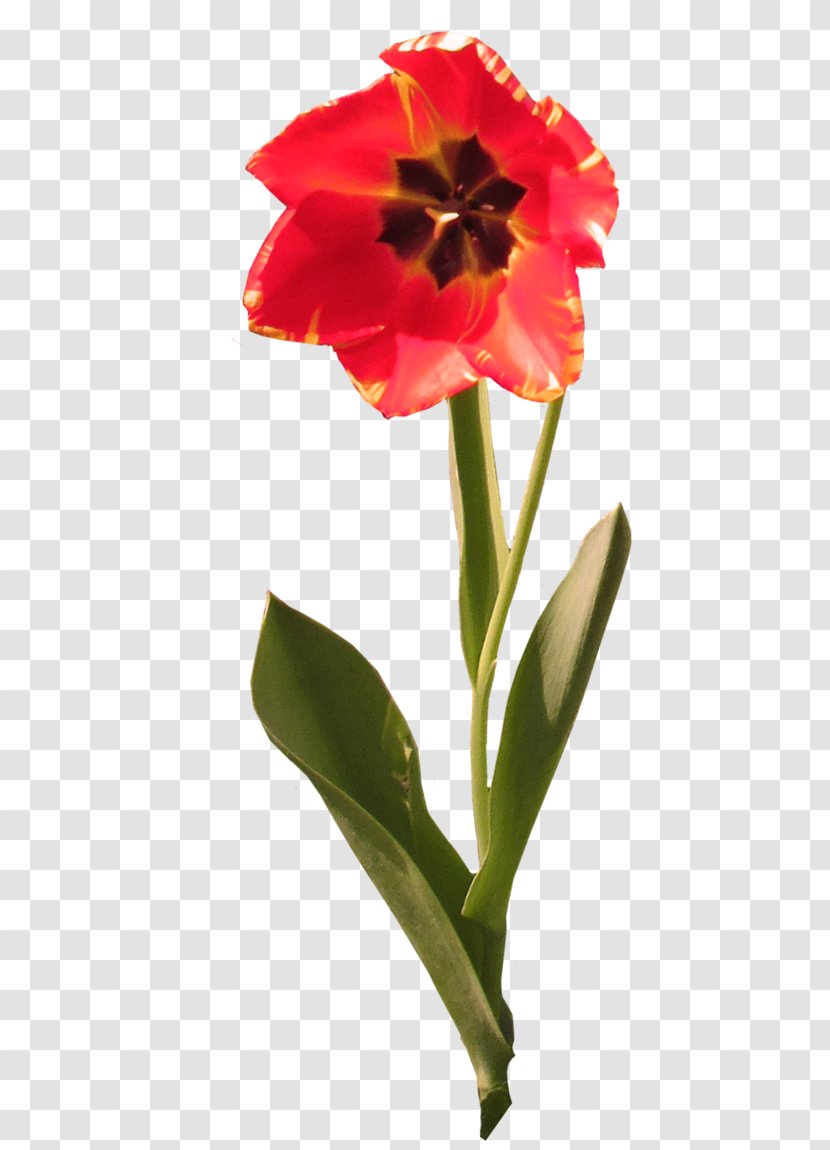 Jersey Lily Cut Flowers Tulip Belladonna Plant Stem - Amaryllis Transparent PNG