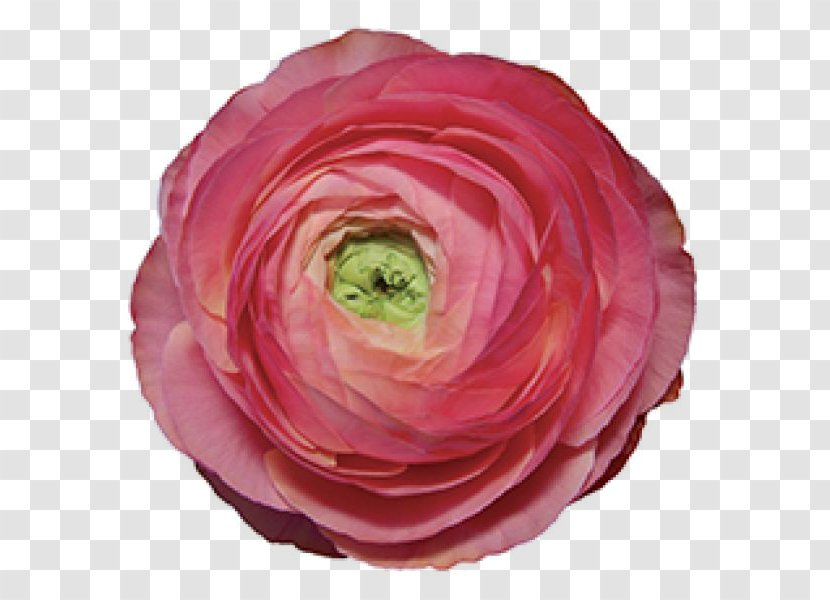 Garden Roses Buttercup Cut Flowers Petal - Rose - Flower Transparent PNG