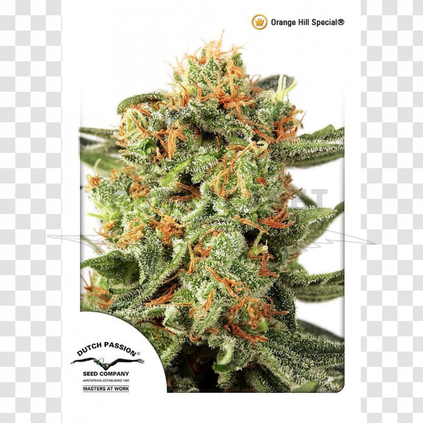 Orange Hill Restaurant Cannabis Seed Skunk Grow Shop Transparent PNG