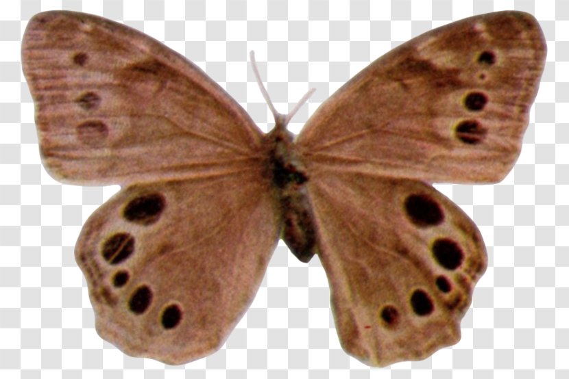 Brush-footed Butterflies Moth Butterfly - Pollinator - Wikimedia Commons Transparent PNG
