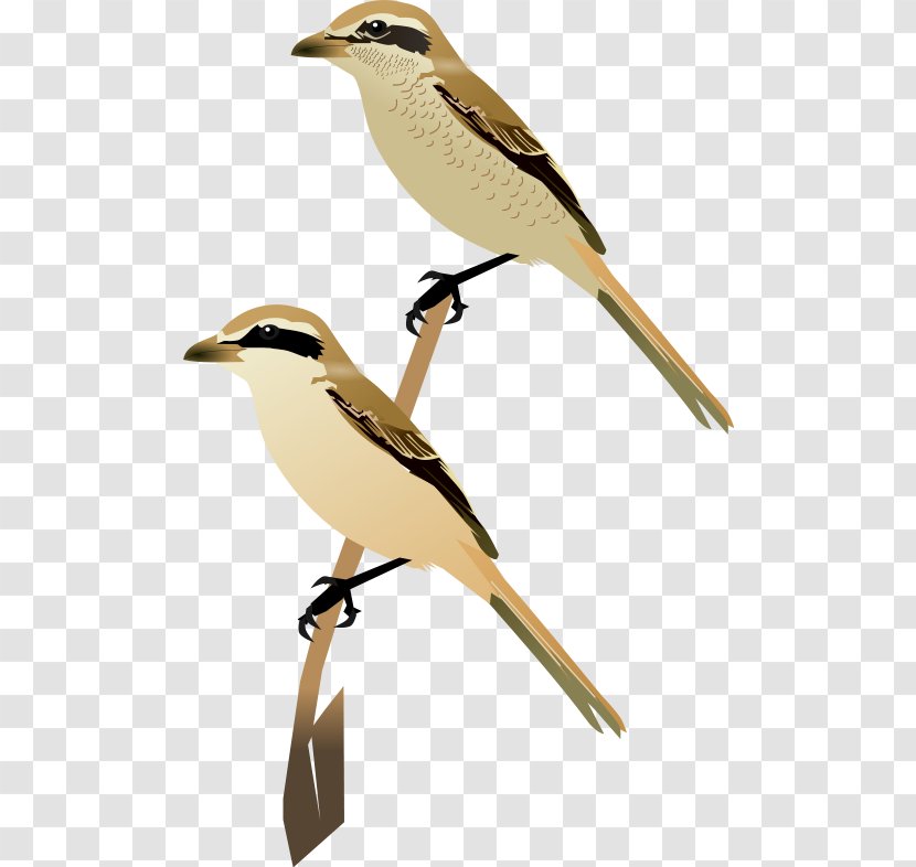 Wren Fauna Cuckoos Beak Feather Transparent PNG