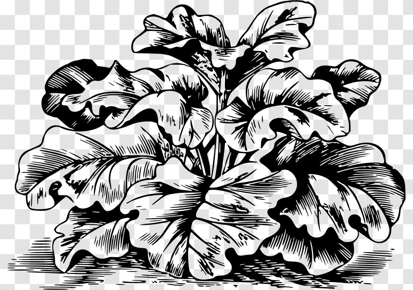 Garden Rhubarb Rhizome Clip Art Transparent PNG