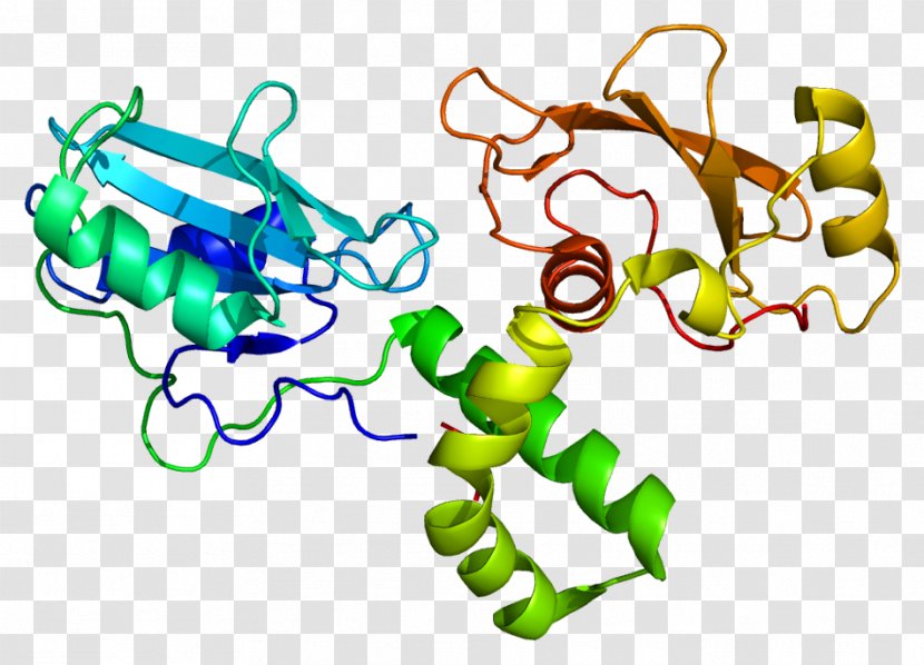 ZAP70 Deficiency Protein Syk T Cell - Kinase - Tyrosine Transparent PNG