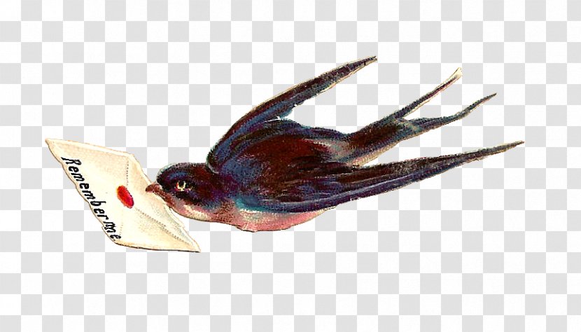 Bird Columbidae Swallow Wing King Pigeon - Domestic Transparent PNG