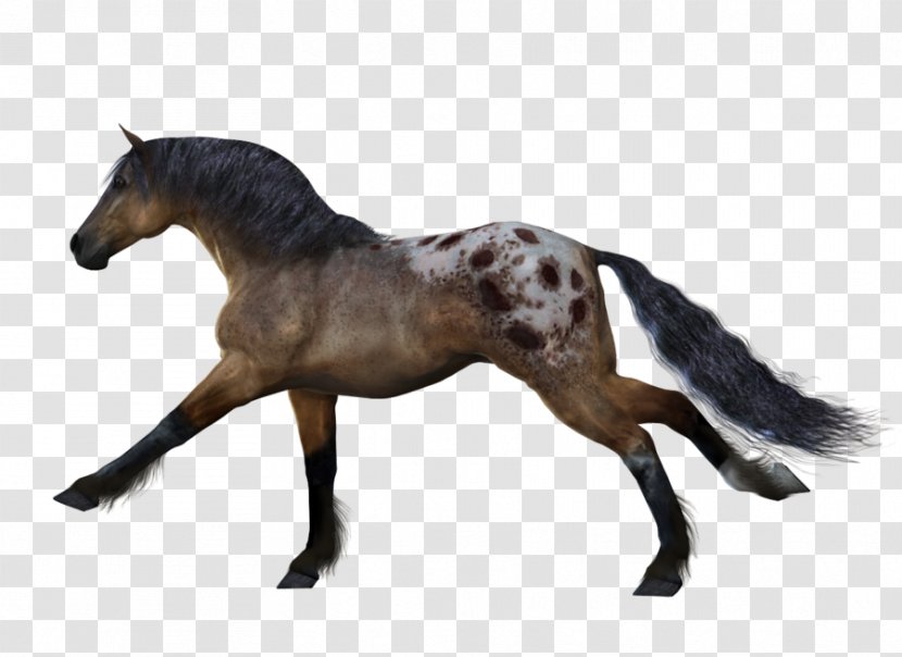 American Paint Horse Stallion Mare Clip Art - Clipping Path Transparent PNG