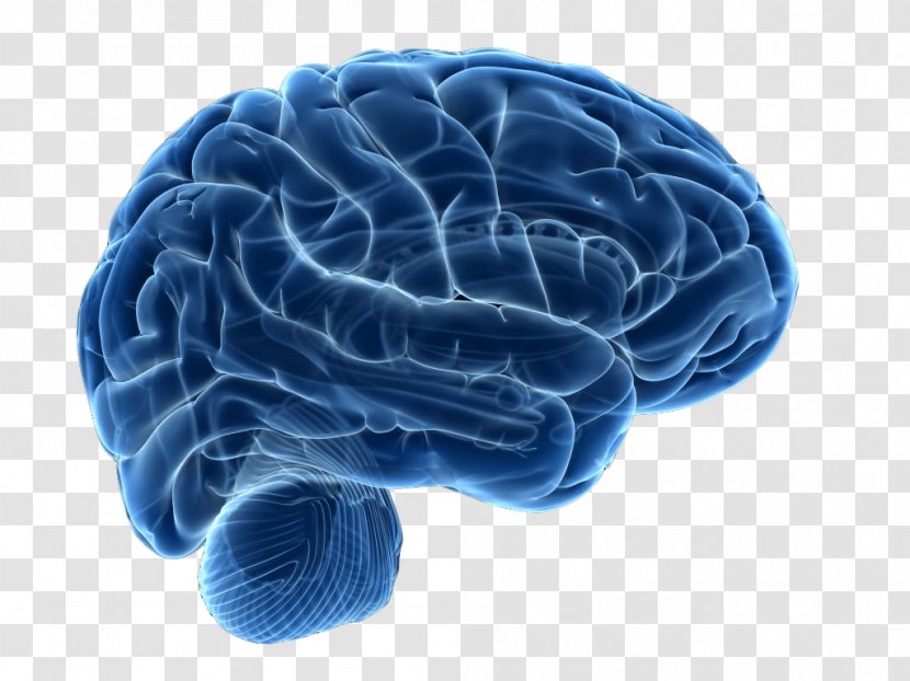 Human Brain Neuroimaging Neuroscience Therapy - Frame Transparent PNG