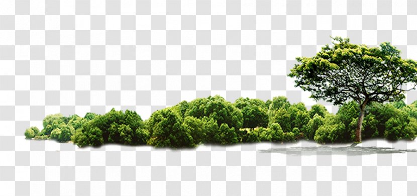 Tree Jungle - Text - Green Transparent PNG