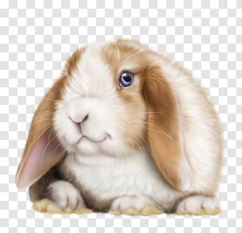 Angora Rabbit Domestic Leporids Dutch - Ear Transparent PNG