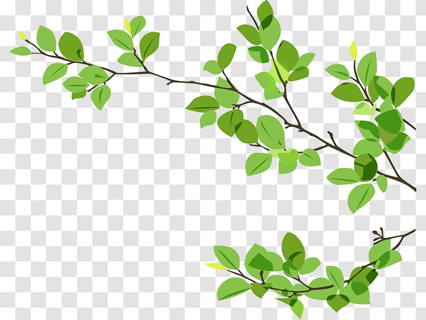 Leaves Background - Gum Trees - Plant Stem Woody Transparent PNG