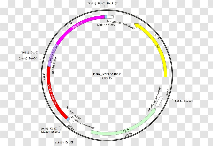 Luciferase Plasmid Eindhoven University Of Technology Protein Beta Barrel - Brand - Sequntial Vector Transparent PNG