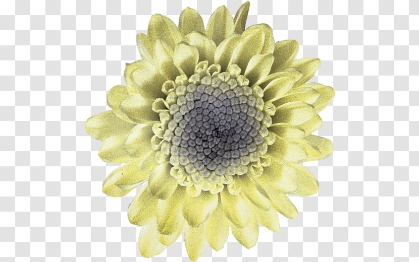 Chrysanthemum Transvaal Daisy Cut Flowers Petal - Chrysanths Transparent PNG