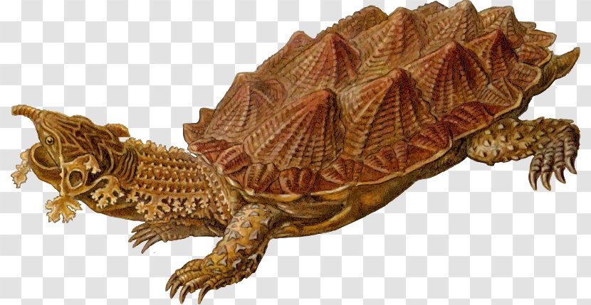 Common Snapping Turtle Reptile Archelon Box - Sea - Prehistoric Skeleton Transparent PNG