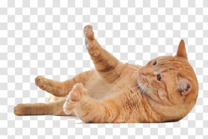 Cat Kitten Clip Art - Dog Like Mammal Transparent PNG