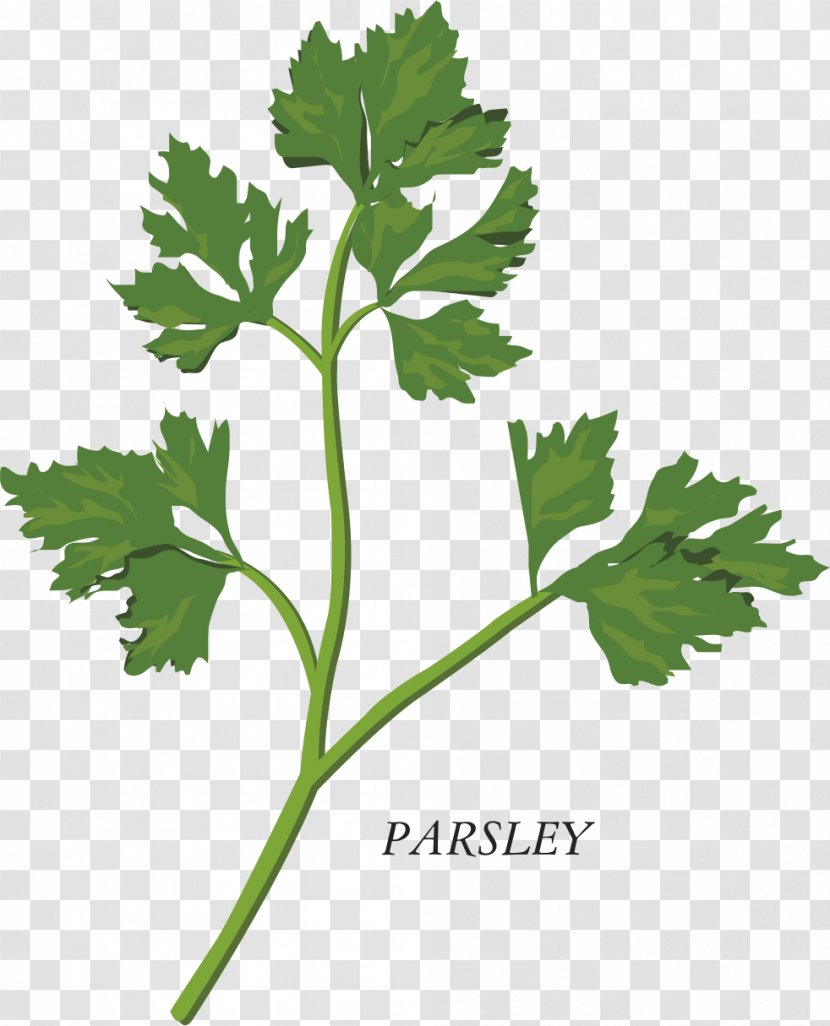 Herb Parsley Clip Art - Herbalism - Herbs Transparent PNG